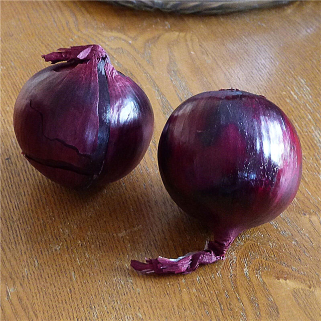 Las cebollas rojas son fáciles de cultivar: consejos para cultivar cebollas rojas