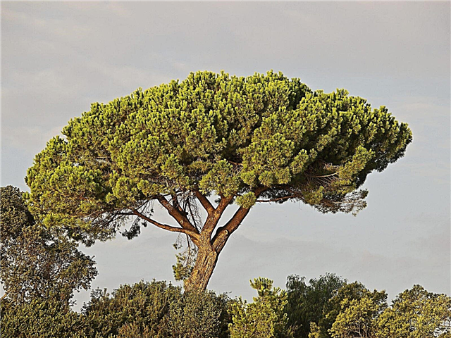 Informazioni su Italian Stone Pine - Come prendersi cura dei pini italiani