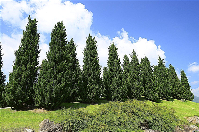 Qué es un pino de cedro: consejos para plantar setos de pino de cedro