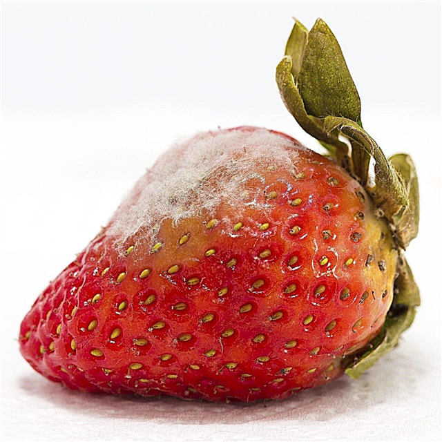 Weiße Substanz auf Erdbeeren - Behandlung von weißem Film auf Erdbeeren