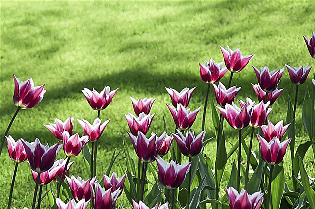 Do Deer Eat Tulips: เคล็ดลับในการปกป้องดอกทิวลิปจากกวาง