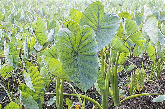 Verwendung von Dasheen-Pflanzen: Erfahren Sie mehr über den Anbau von Dasheen-Taro-Pflanzen