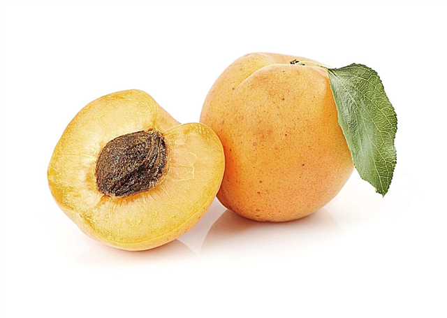 Aprikoosinsiementen istutus - Kuinka aloittaa aprikoosipuu kuopasta