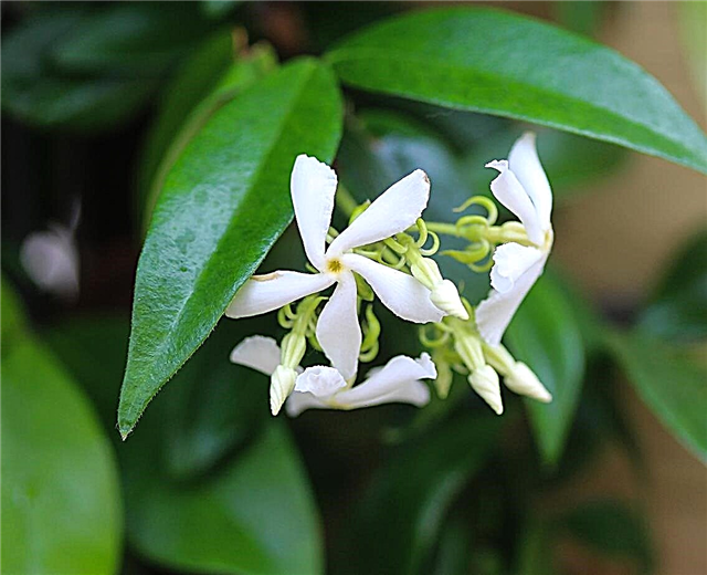 지표로 사용되는 Star Jasmine : Star Jasmine Plants에 대한 정보