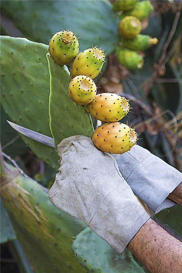Kaktusbeskjæringsinfo: Hvordan og når du skal beskjære en kaktusplante