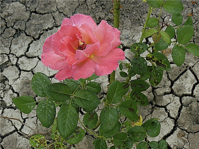 Tipos de rosas tolerantes à seca: existem plantas de rosas que resistem à seca