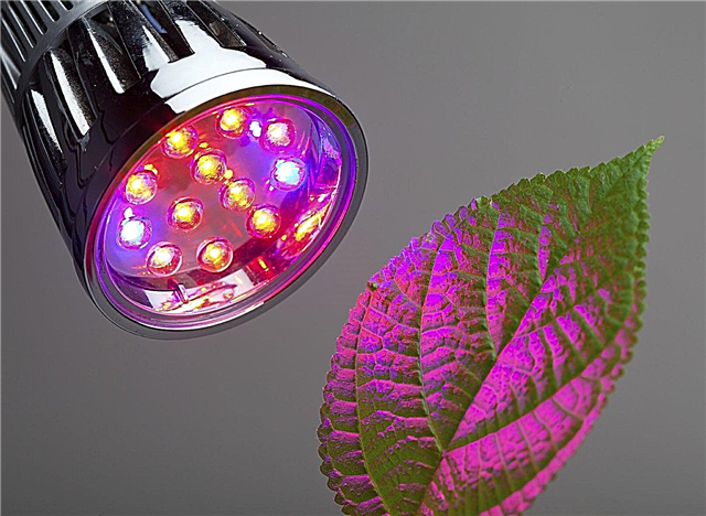 Luz roja versus luz azul: qué color de luz es mejor para el crecimiento de las plantas