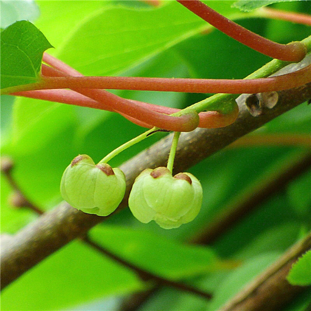 Thông tin về thụ phấn cho cây Kiwi