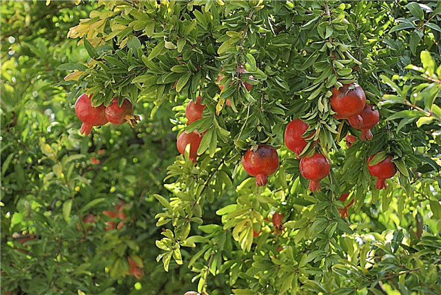 Romã de alimentação: Aprenda sobre o fertilizante para árvores de romã