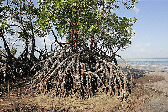 Raíces de árboles de mangle - Información sobre manglares y tipos de manglares