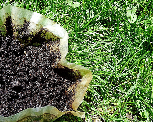 Grãos de café como adubo - Como aplicar grãos de café no gramado