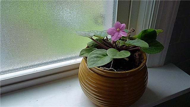 Rotation des plantes d'intérieur - À quelle fréquence devrais-je transformer une plante d'intérieur