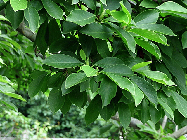 Problémy s kvetením magnólie - proč strom magnólie nekvete