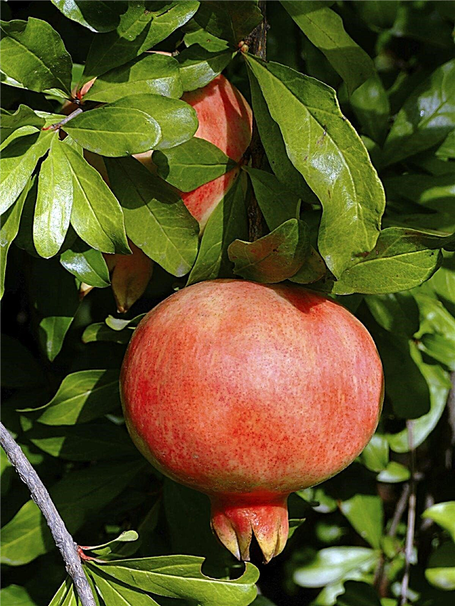 Granatapfelbaumarten - Tipps zur Auswahl von Granatapfelsorten