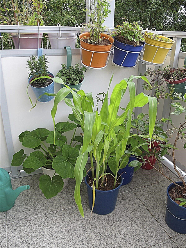 Plantas vegetais de contêiner: Variedades vegetais adequadas para recipientes