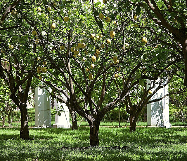 Livscykel för citronträd: Hur länge lever citronträd