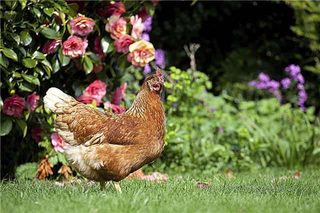 دجاج حديقة الفناء الخلفي: نصائح حول تربية الدجاج في حديقتك
