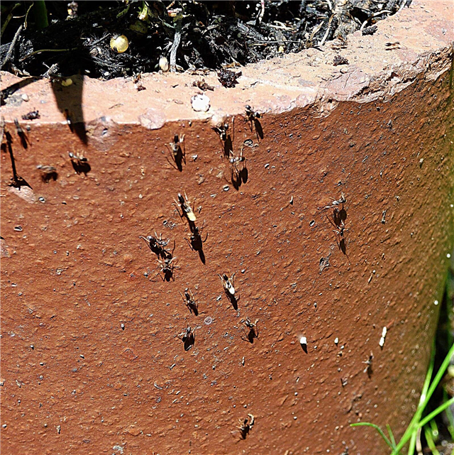 النمل في مصانع الحاويات: مساعدة ، لدي النمل في النباتات المنزلية