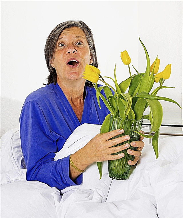 Rastliny s liečivou energiou - výhody izbových rastlín v nemocniciach