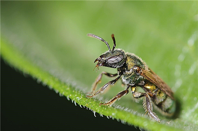 Svett bin i trädgården - tips för svettbi kontroll