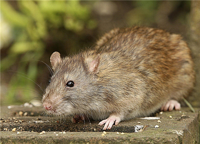 Linnaaia rottide probleem - näpunäited rottide tõrjeks linnaaedades