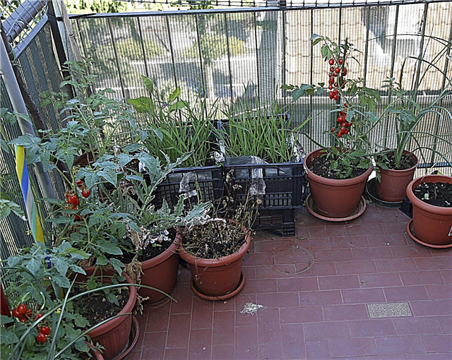 Urbano vrtlarstvo: Savjeti za vrtu stanovnicima stanova