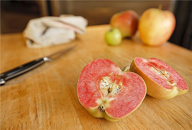 Maçãs com carne vermelha: informações sobre variedades de maçã vermelha