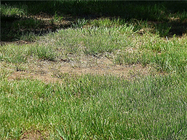 Entretien de la pelouse brune: raisons de la mort de l'herbe et comment traiter