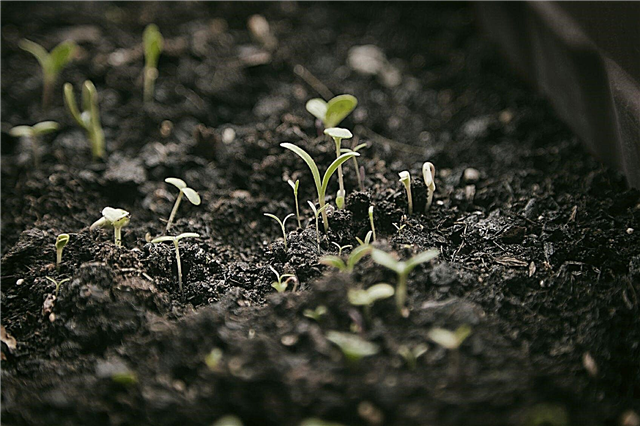 Plantas y luz: las plantas de semillero necesitan oscuridad para crecer