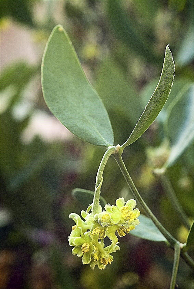 Soins des plantes de jojoba: conseils pour cultiver des plantes de jojoba