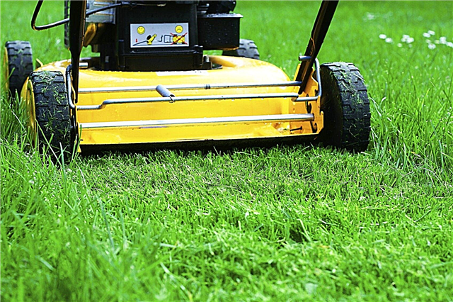 Conseils pour tondre la pelouse: informations pour tondre correctement votre pelouse