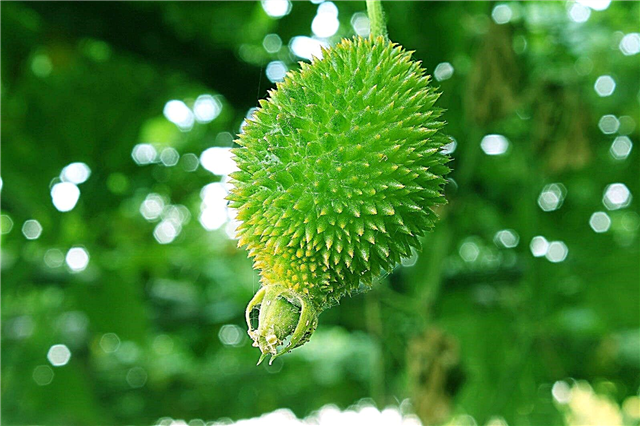 Vad är en igelkottenkalkor: Hur man odlar teasel kalebassväxter