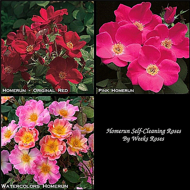 Que sont les roses Home Run: Conseils sur le jardinage avec les roses Home Run