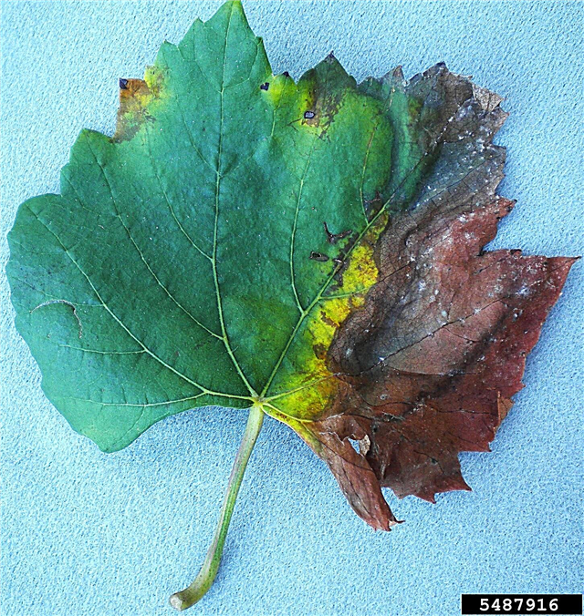 Bakterijska bolest kamenca s lišćem: Što je bakterijsko skorbanje lišća