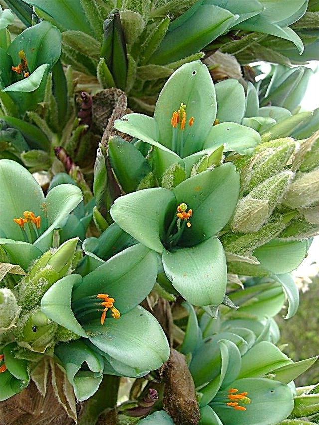 ข้อมูลพืช Puya สีน้ำเงิน - Puya สีเขียวขุ่นคืออะไร