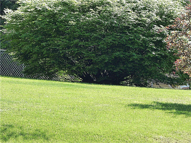 Kevään nurmikon ylläpito: Vinkkejä nurmikon hoitamiseen keväällä