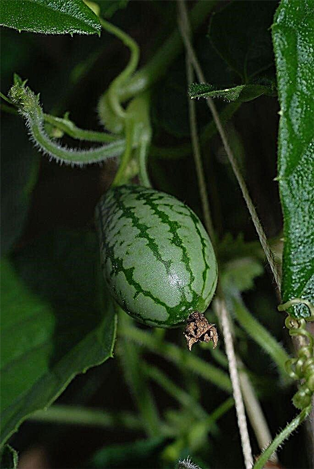 Hvad er cucamelons: Sådan plantes mexicanske surt gurkins