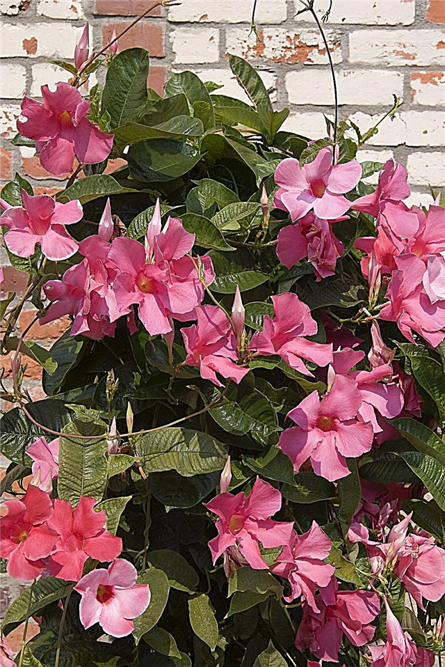 Temporada de floración de Mandevilla: cuánto tiempo florecen las flores de Mandevilla