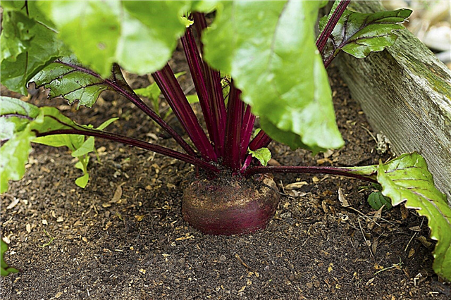 Gödsling av betväxter: Lär dig när och hur man gödslar rödbetor
