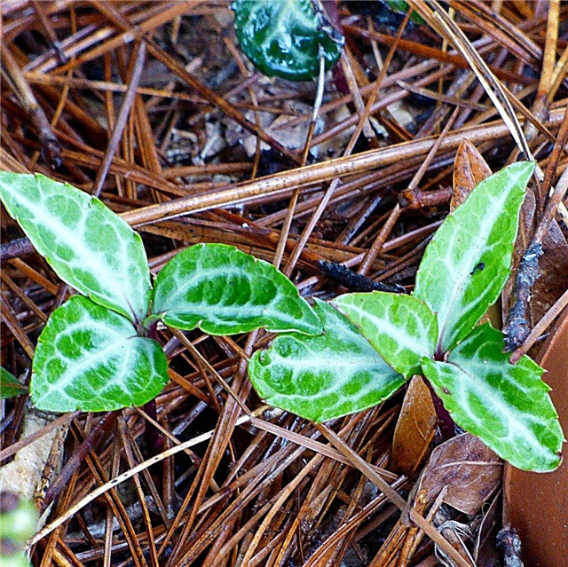 Información de la planta de Pipsissewa: usos y cuidado de Pipsissewa en el jardín