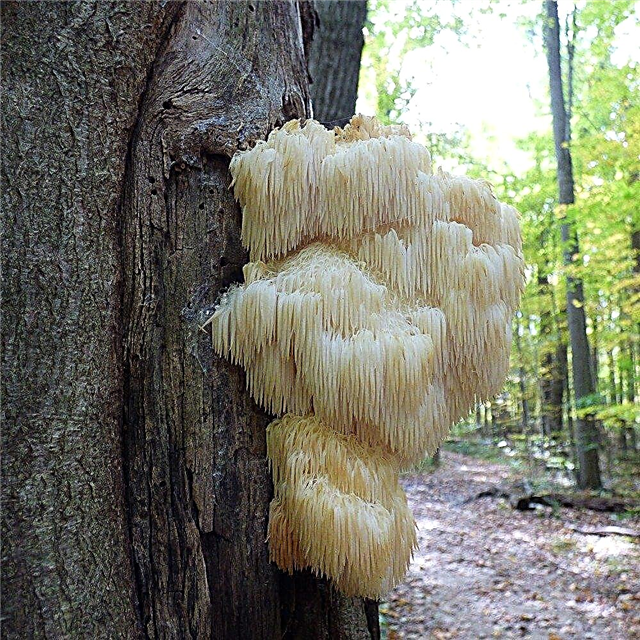 O que é o fungo de dente barbudo: fatos e informações sobre cogumelos com crina de leão