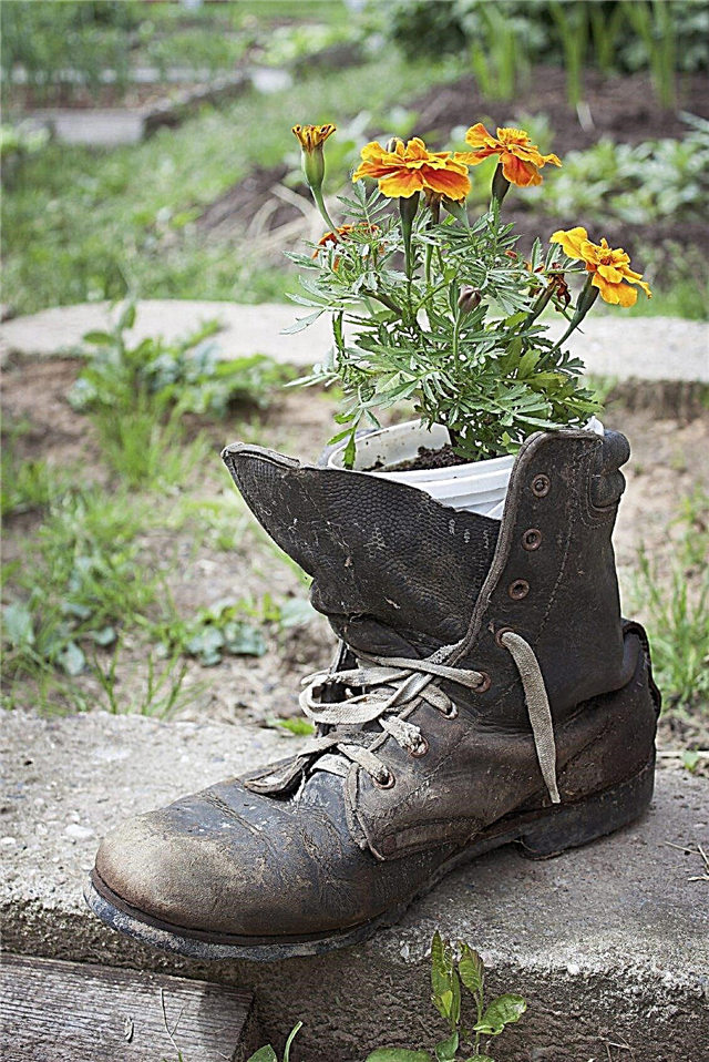 Gojenje rastlin v čevljih - kako narediti sadilnik vrtnih čevljev