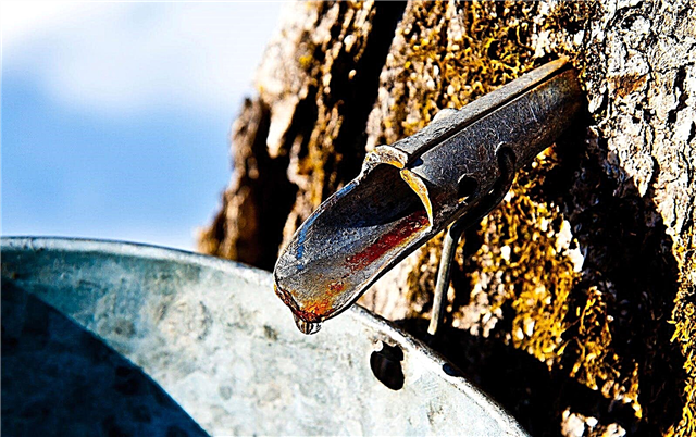 Ahornbaum sickert Saft: Gründe für das Austreten von Saft aus Ahornbäumen