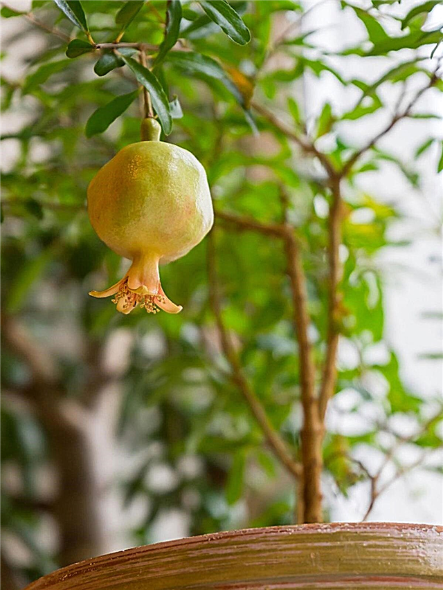 Konteinerites kasvatatud granaatõunapuud - näpunäited granaatõuna potis kasvatamiseks