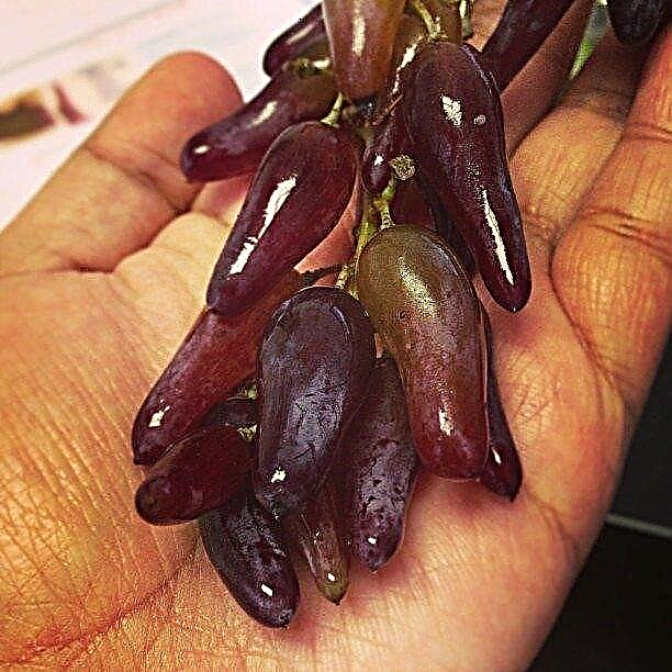 Datos de la uva Witch Finger Grape: información sobre las uvas Finger Witches