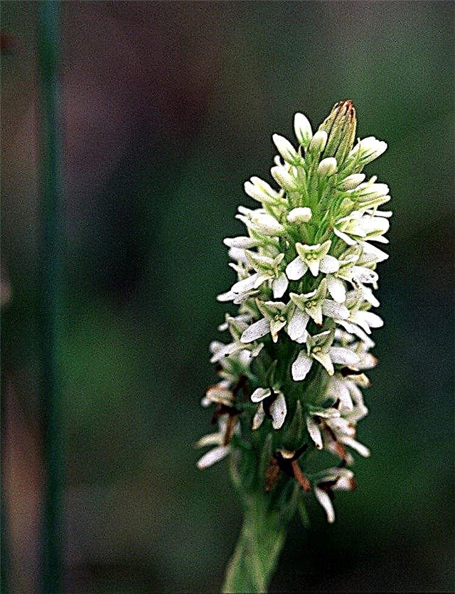 Rein Orchid Plant: Informasjon om Piperia Rein Orchids