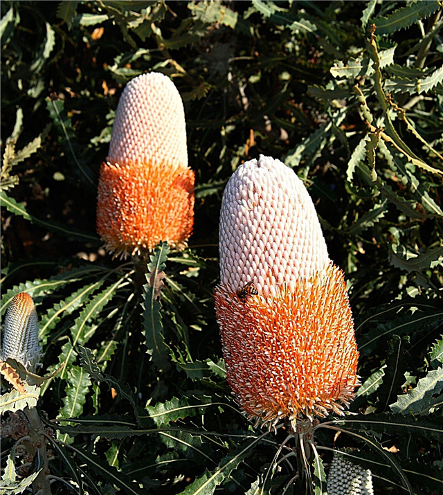 معلومات Banksia - تعرف على كيفية زراعة نباتات Banksia