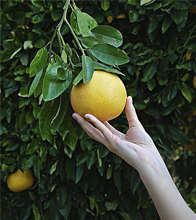 Kdy jsou grapefruity připraveny k vyzvednutí: Jak zjistit, zda je grapefruit zralý