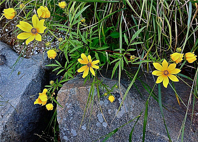 Pflege für Bidens-Jahrbücher: Informationen zu Zeckensamen-Sonnenblumenpflanzen