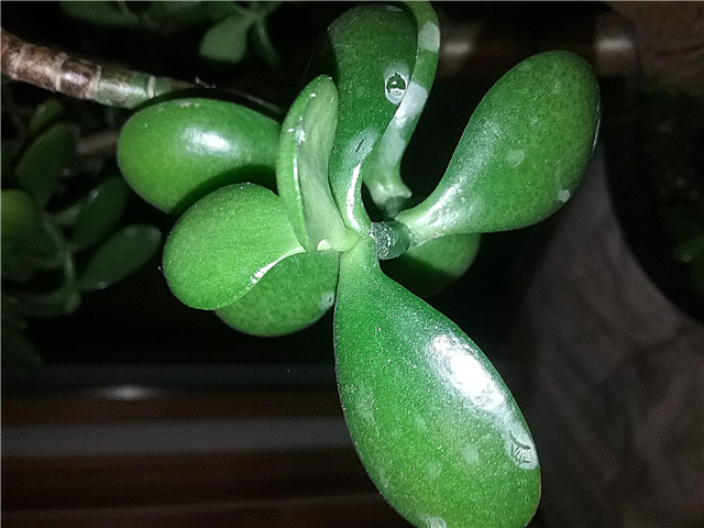 Białe plamy na liściach jadeitu: jak pozbyć się białych plam na roślinach jadeitu